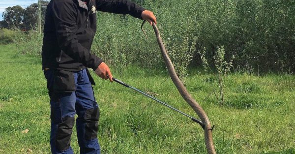 'An absolute whopper' of a brown snake relocated from Clare Holland House