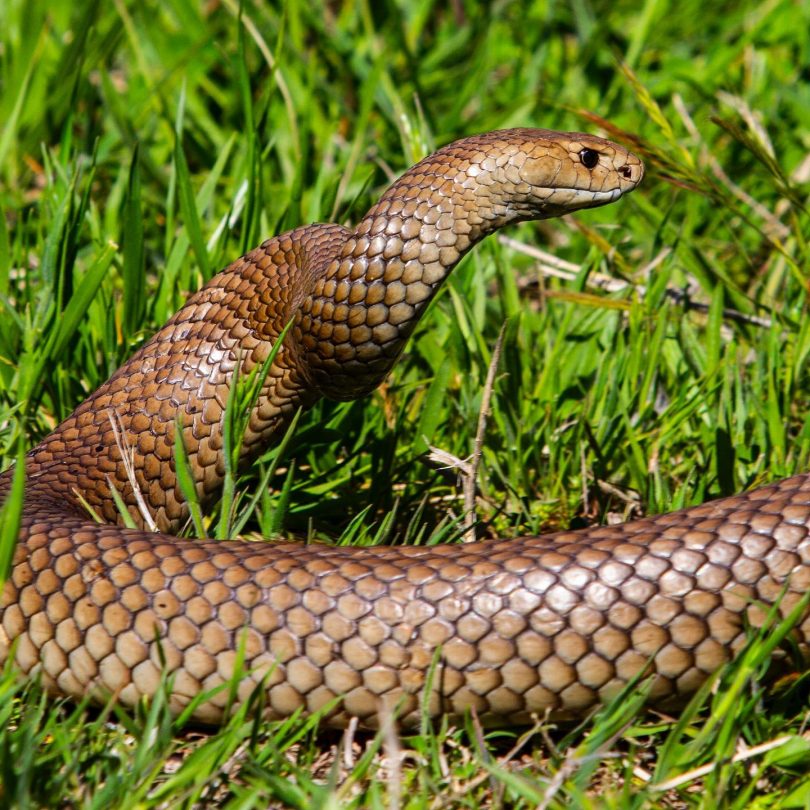 A snake catcher explains why our fear of brown snakes is misplaced