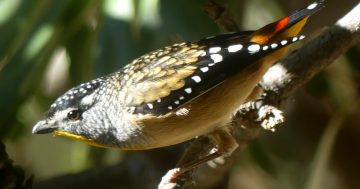 A lot about a little pardalote