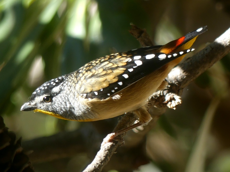 Spotted Pardalote