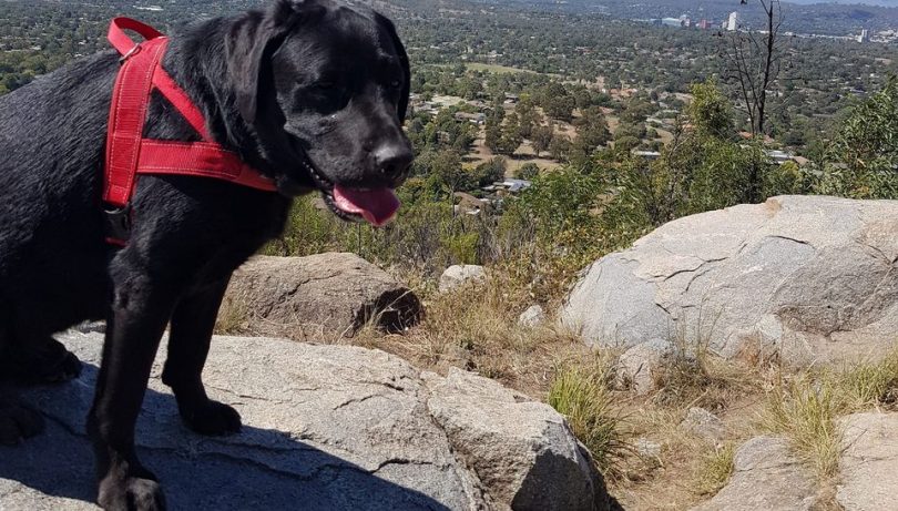 Walking the Black Lab will be holding an early morning walk at Coolemon Ridge. 