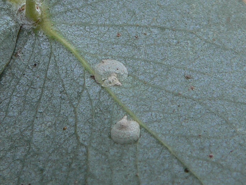 Lerps on a eucalypt leaf