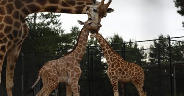 National Zoo welcomes its newest giraffe calf