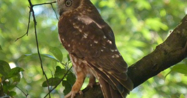 Boobook owls sweep silently through Canberra's suburban nights