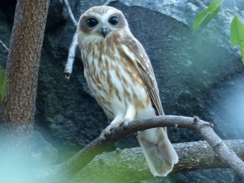 Boobook owl sitting on branch.