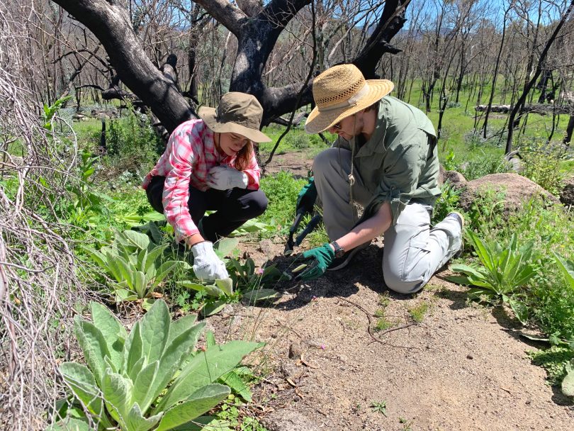 Landcare volunteers Caitlin McLeod and James Walsh removing weeds in Namadgi National Park.