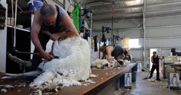 Shearing industry cuts blamed on poor conditions, not COVID-19