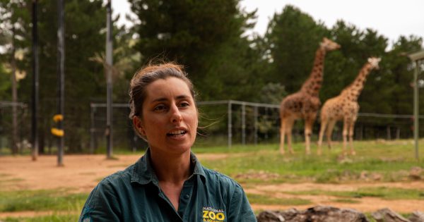 It's all lions, tigers and bears at the locked-down zoo