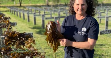 Meet the Makers: Seaweed scientist Jo Lane's tasty new venture
