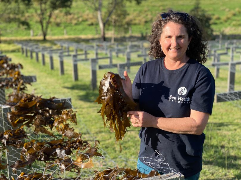 Jo Lane, Sea Health Products