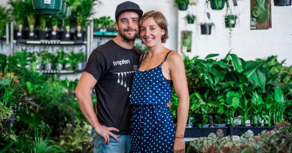 Canberra's rare plant pop-up goes virtual