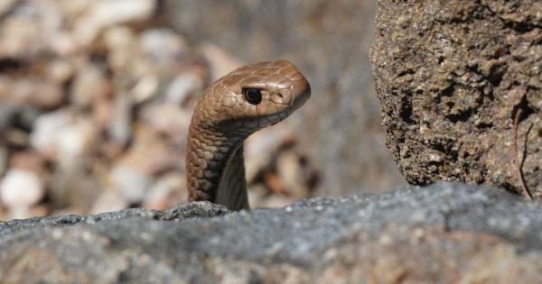 First-of-its-kind snake study to unveil slithery trails in Canberra