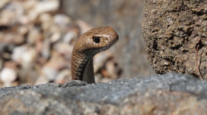 First-of-its-kind study to unveil slithery trails in Canberra | Riotact