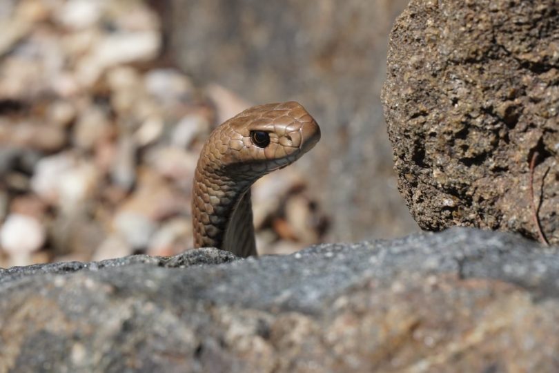 Eastern brown snake behind rock.