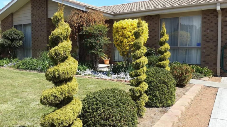 Pencil trees in the front yard of the Bonython home