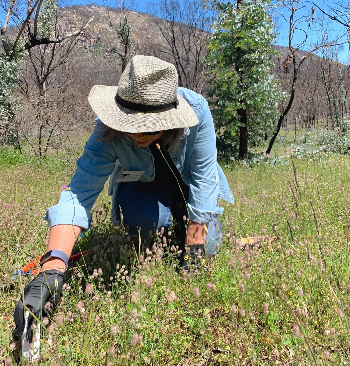A volunteer weeds and dabs herbicide on weeds at Namadgi National Park on Sunday, 15 November.