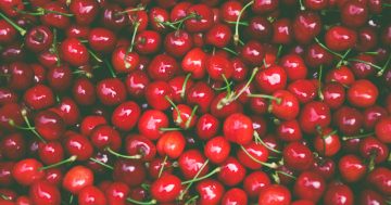 Head to the Hilltops, it's cherry season!