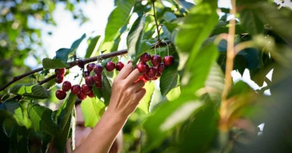 Cherries in high demand as visitors swarm to Hilltops