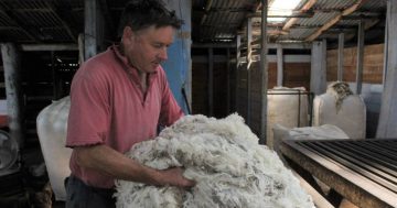 'We're not operating in the wild west': Woolgrowers respond to animal welfare critics