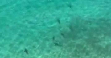 More than 50 sharks spotted off South Coast beaches