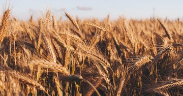 Southerly grain haul likely to be a bumper for all