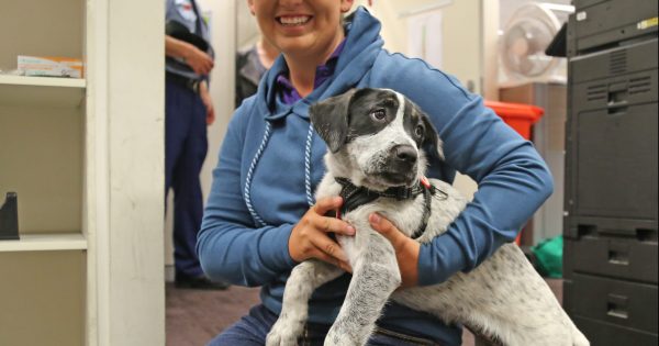 Yass puppy reunited with owner 280km away