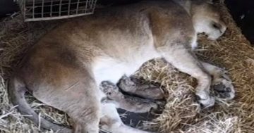 Lioness and two cubs die at Mogo Wildlife Park