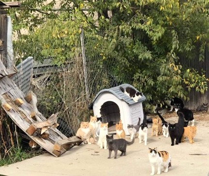 Part of the colony of street cats at Fyshwick.