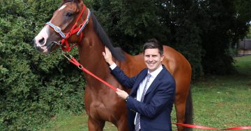 New horse welfare officer appointed to oversee Thoroughbred Park