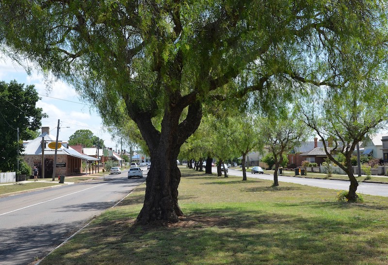 Peppercorn trees lining Grafton Street in Goulburn.