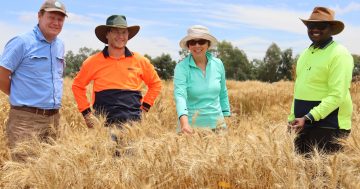 Boorowa researchers predict crop yields using GoPros