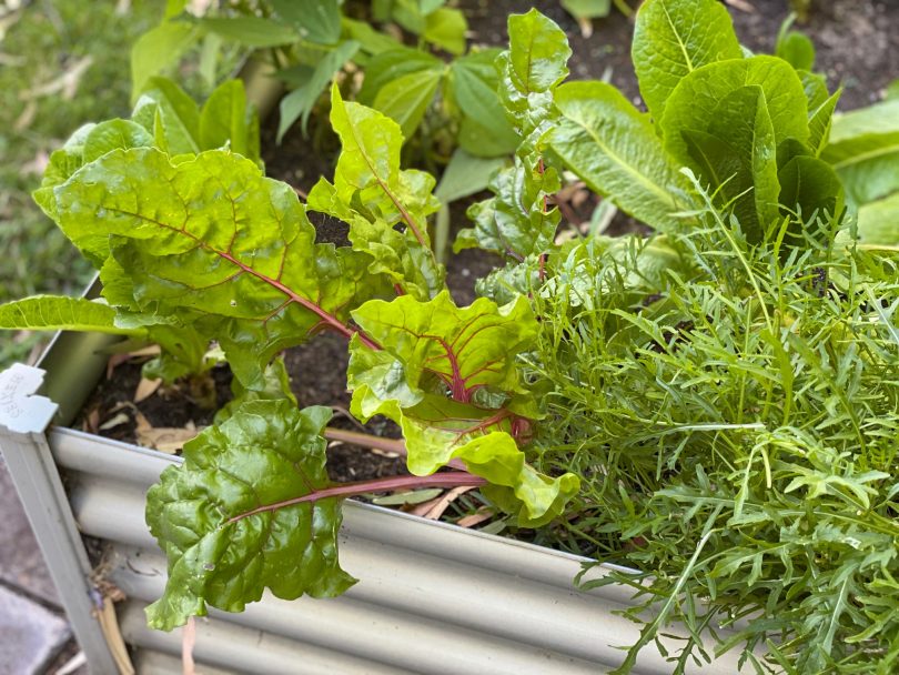 Herb garden