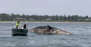 Sharks sighted feeding off whale carcass near Broulee