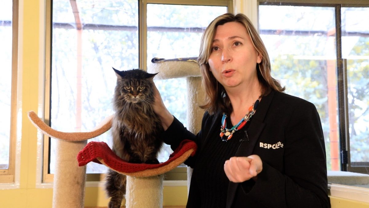 CEO of RSPCA ACT Michelle Robertson with one of the many cats in their care.