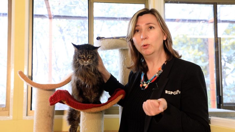 RSPCA ACT CEO Michelle Robertson with a cat