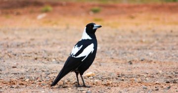 Aussie Backyard Bird Count proves ACT swooping season is the worst