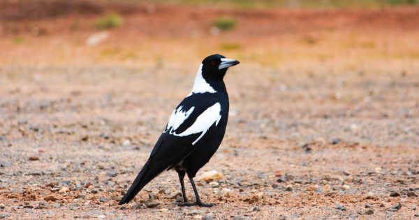Aussie Backyard Bird Count proves ACT swooping season is the worst