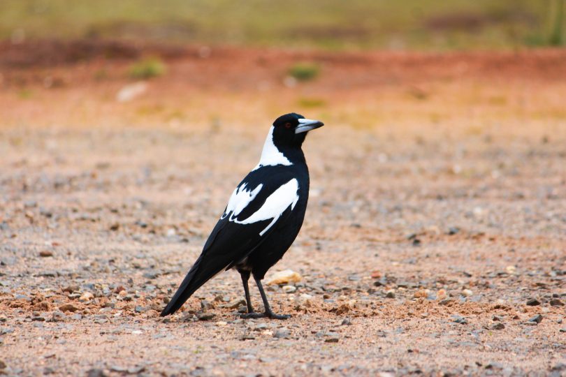 Australian magpie standing on gravel.