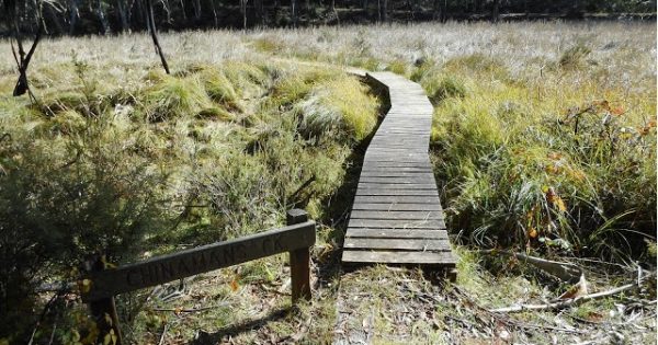 Holidays a good time to head into the forest