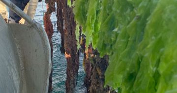 See how seaweed won a million-dollar grant to reduce emissions