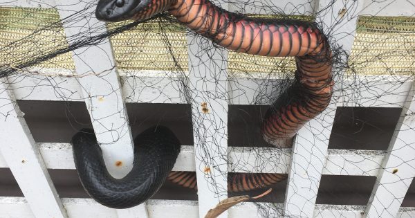 Red-bellied black snake caught in netting freed by WIRES