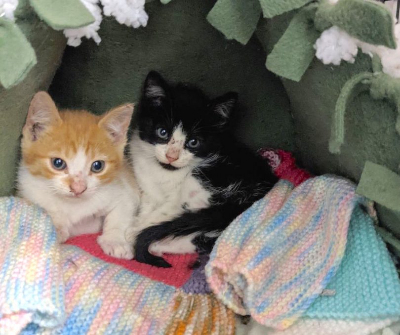 Two homeless cats taken off the streets in December.
