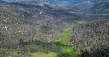 Below-average bushfire risk for ACT following wet winter