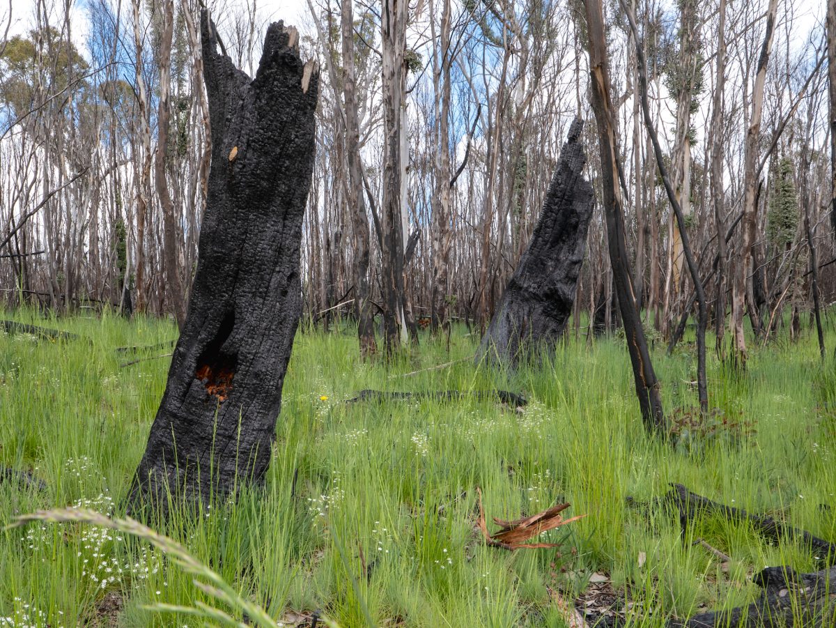 Burnt stumps and green grasslands at Namadgi National Park one year on from the Orroral Valley fire