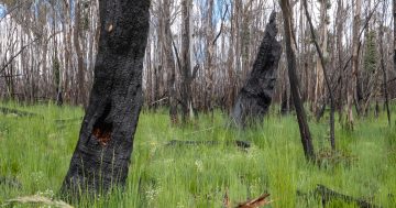 ACT's environment to benefit from millions in funding, permanent Ngunnawal rangers