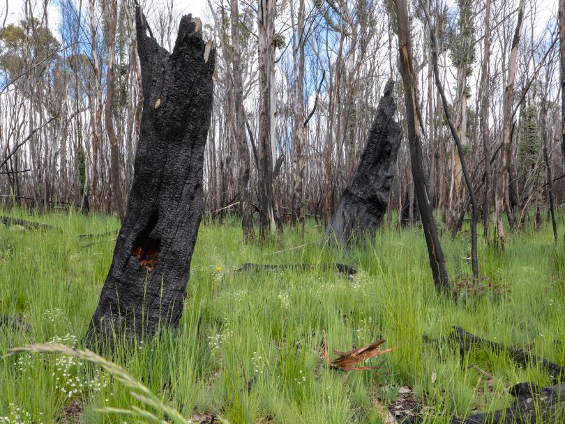 Burnt stumps and green grasslands at Namadgi National Park 