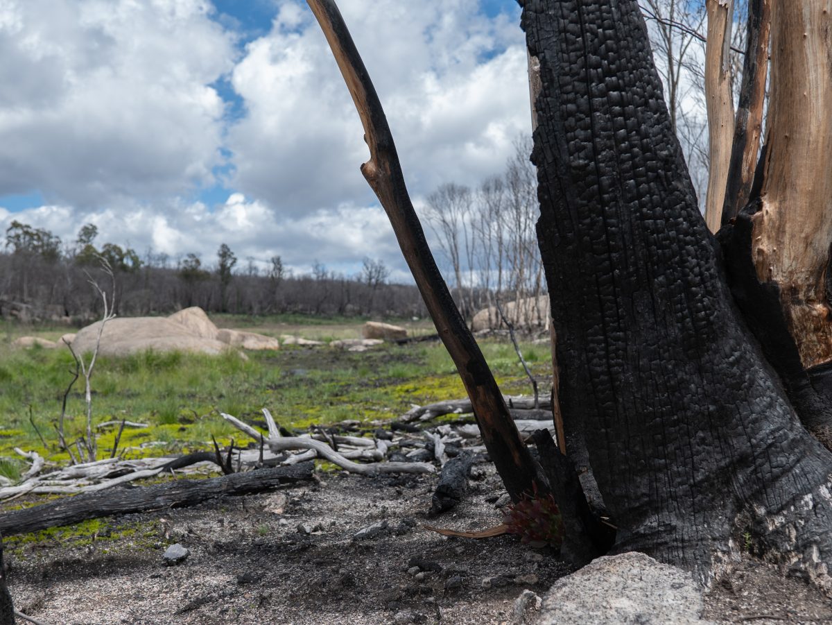 A blackened tree stump in the Namadgi National Park 