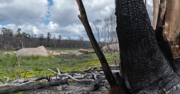 Now and then: Namadgi scars remain one year on from Orroral Valley fire