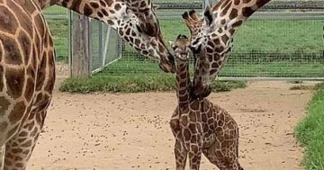 WATCH: Australia Day delivery for Mogo Wildlife Park