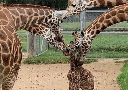 WATCH: Australia Day delivery for Mogo Wildlife Park